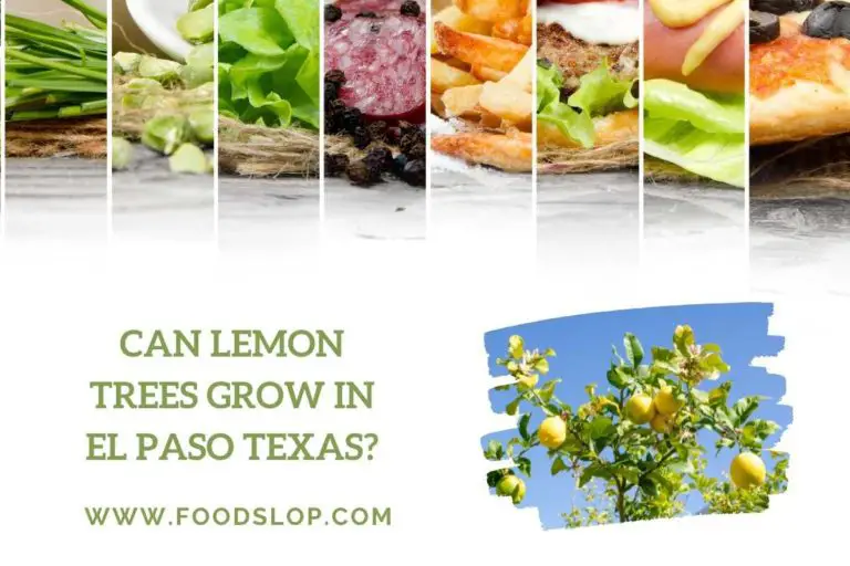 Can Lemon Trees Grow in El Paso Texas?