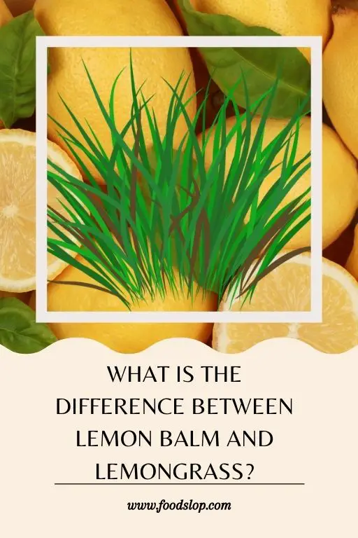 What Is the Difference Between Lemon Balm and Lemongrass?