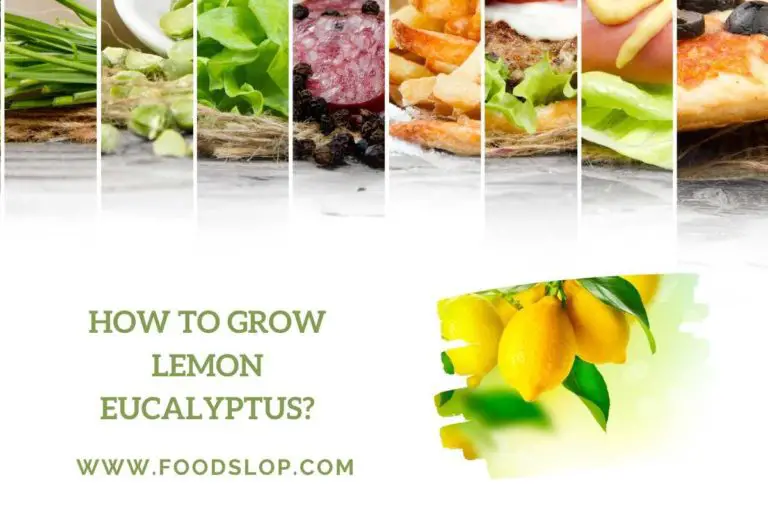 How to Grow Lemon Eucalyptus