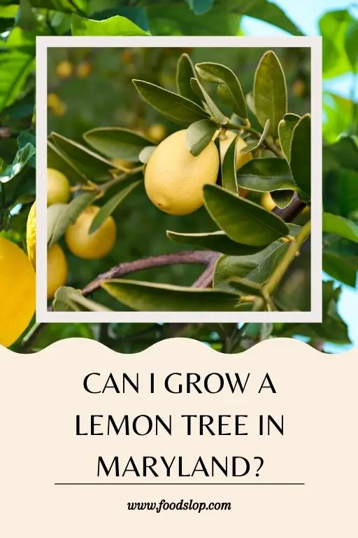 Can I Grow a Lemon Tree in Maryland?