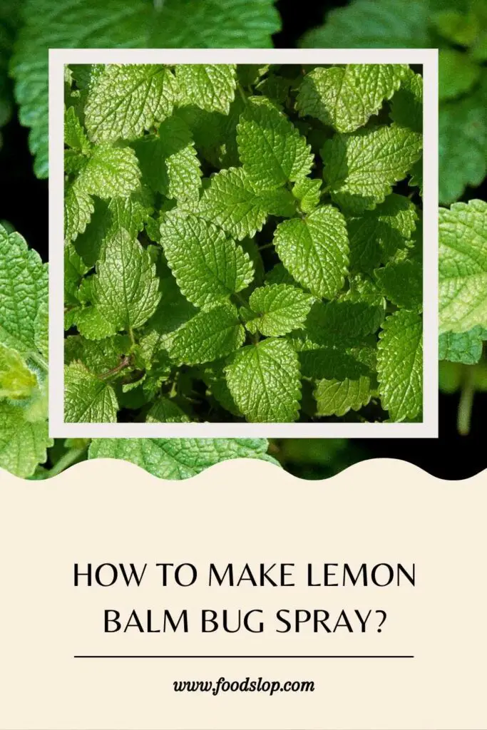 How to Make Lemon Balm Bug Spray?