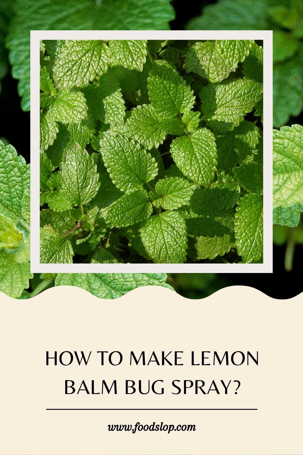 How to Make Lemon Balm Bug Spray [Solved!]