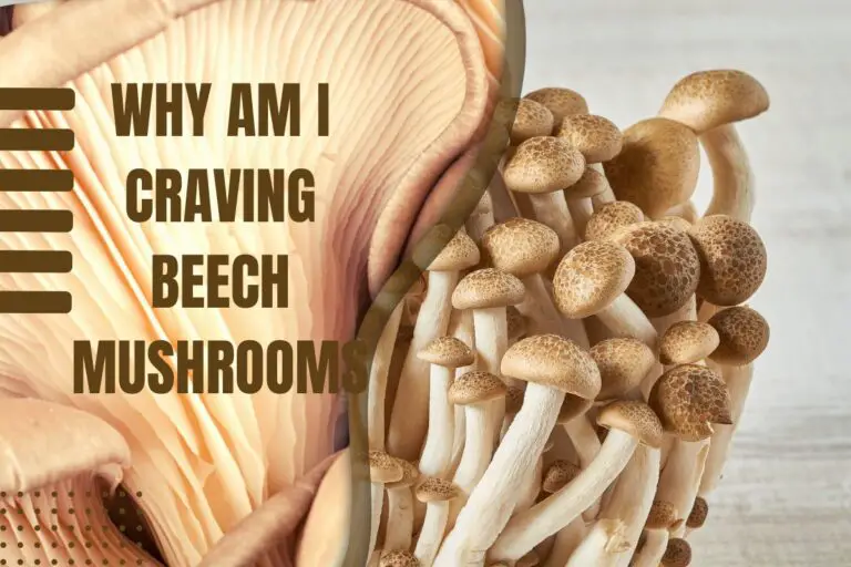 Why Am I Craving Beech Mushrooms