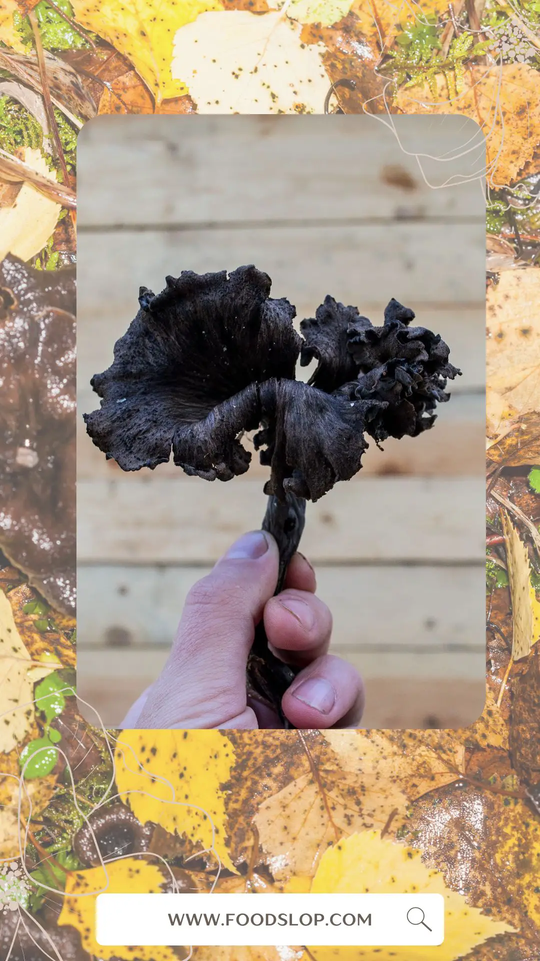 Why Am I Craving Black Trumpet Mushrooms