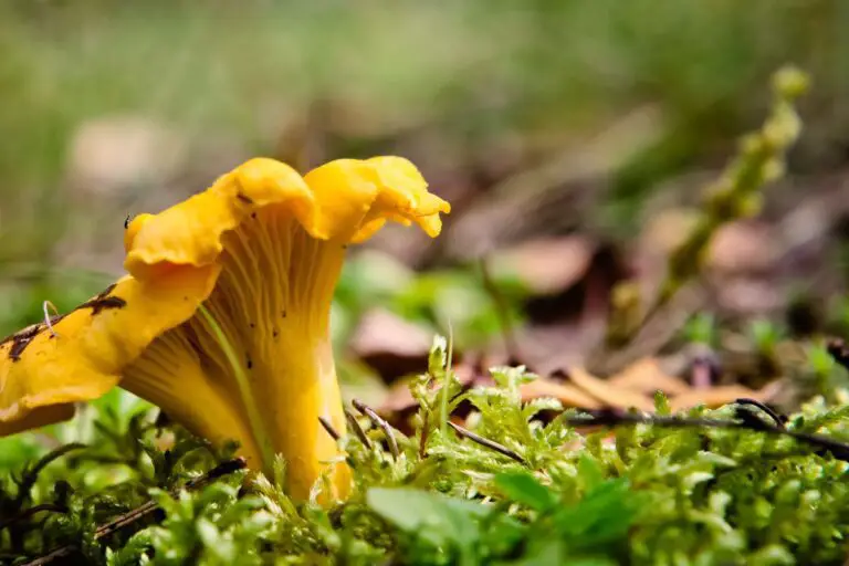 Why Am I Craving Chanterelle Mushrooms