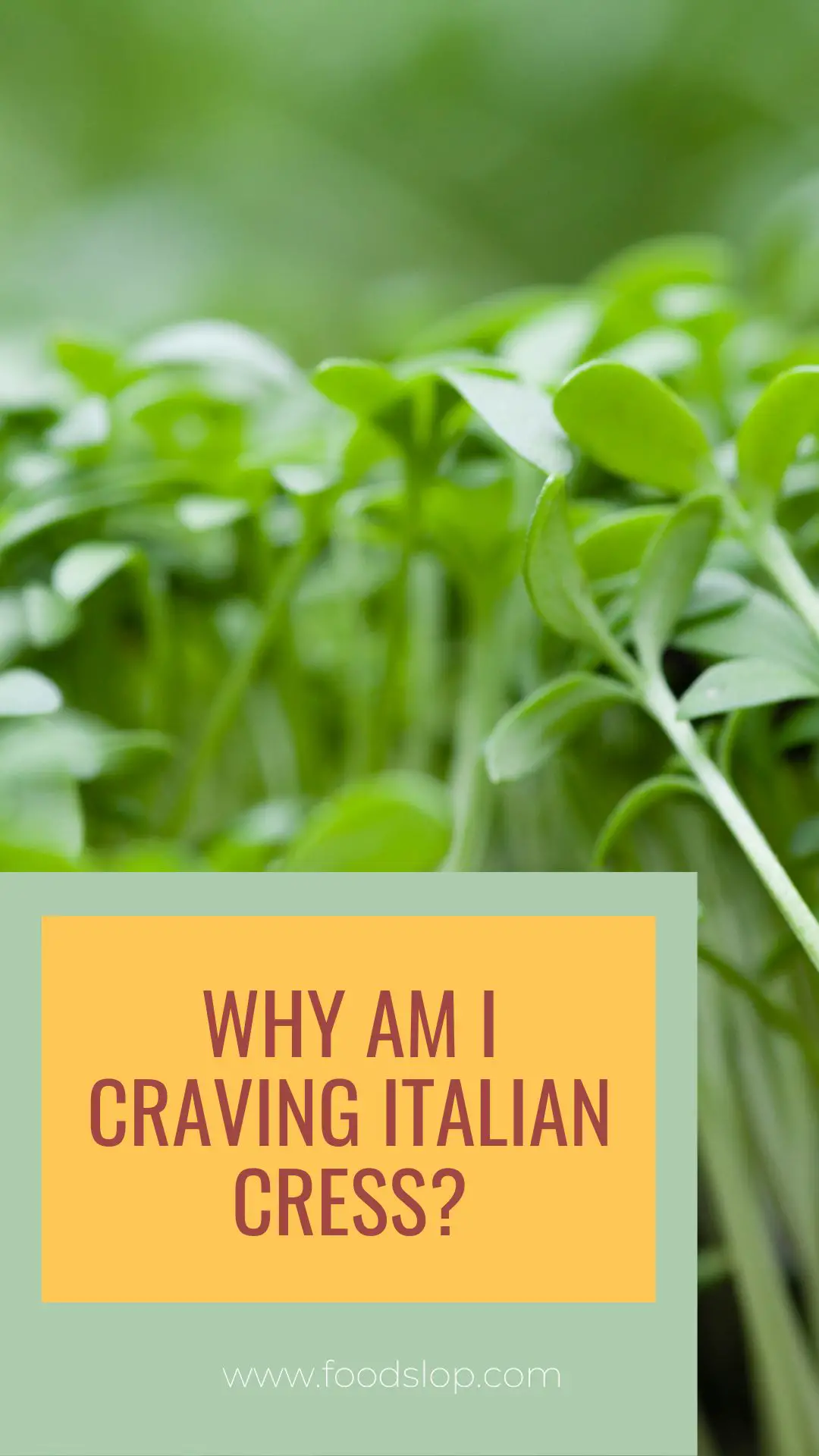 Why Am I Craving Italian Cress?