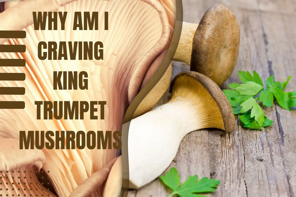 Why Am I Craving King Trumpet Mushrooms [Answered!]