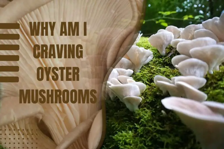 Why Am I Craving Oyster Mushrooms