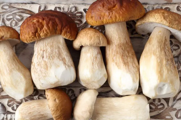 Why Am I Craving Porcini Mushrooms
