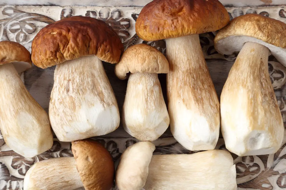 Why Am I Craving Porcini Mushrooms [Answered!]