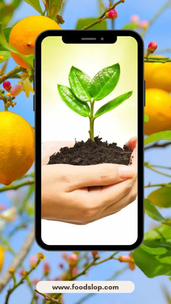 Can I Grow a Lemon Tree in Texas?