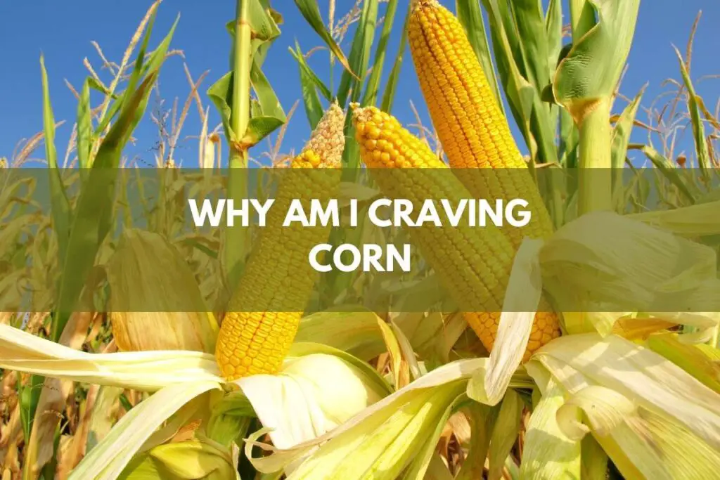 WHY AM I CRAVING CORN [Explained!]