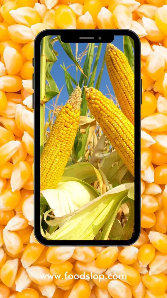 WHY AM I CRAVING CORN [Explained!]