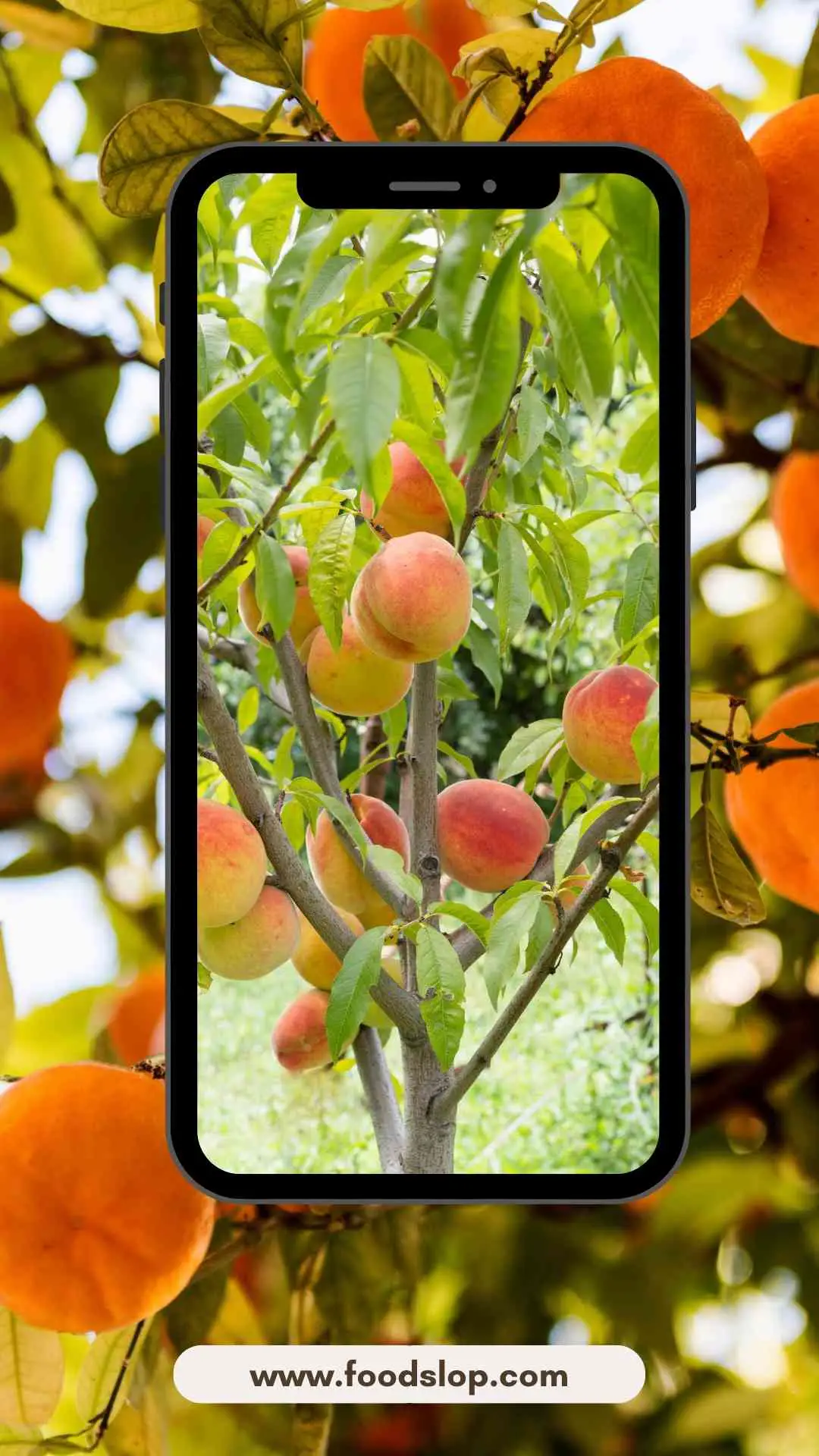 What Fruit Trees Can Grow In Michigan