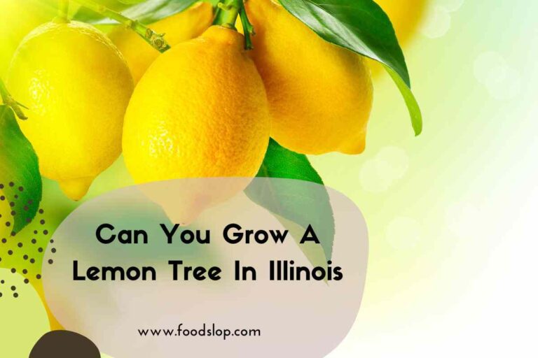 Can You Grow A Lemon Tree In Illinois