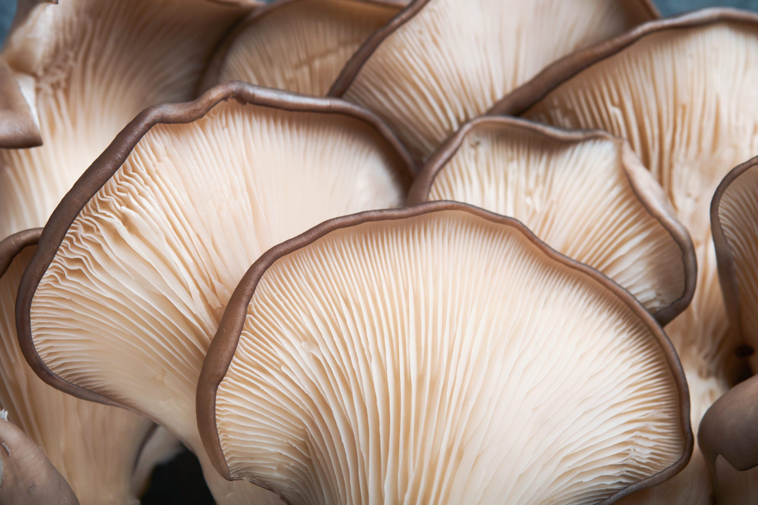 How to Store Oyster Mushrooms? [Solved!]