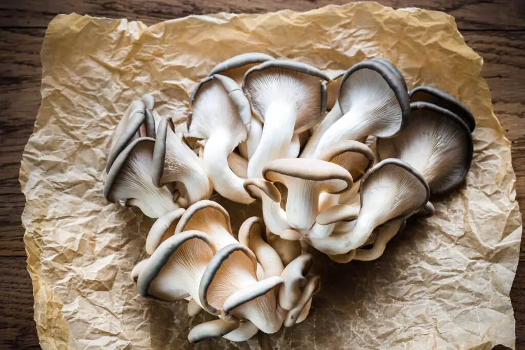 how to store oyster mushrooms